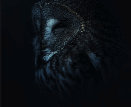 Murmurations Part 06